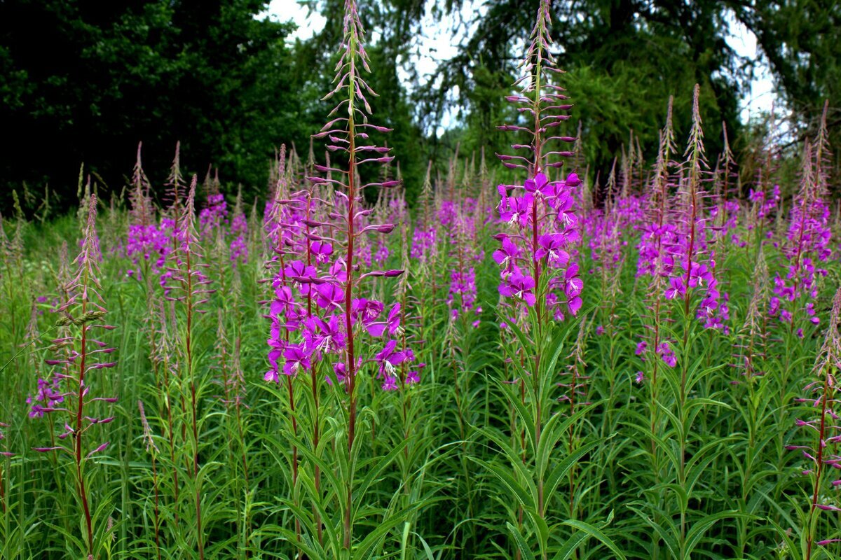 Кипрей узколистный или иван-чай.