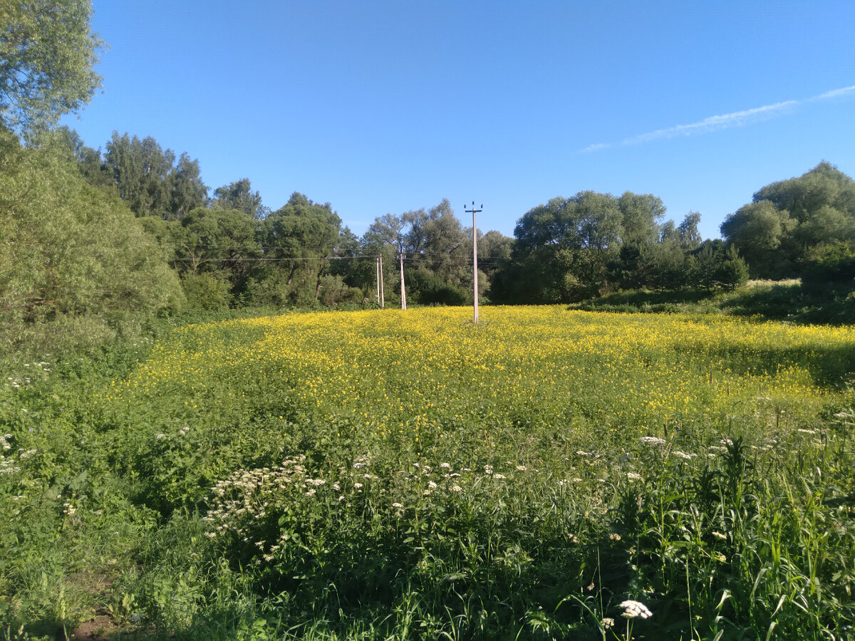 Типа, сеял фацелию, но первой зацвела сурепка.