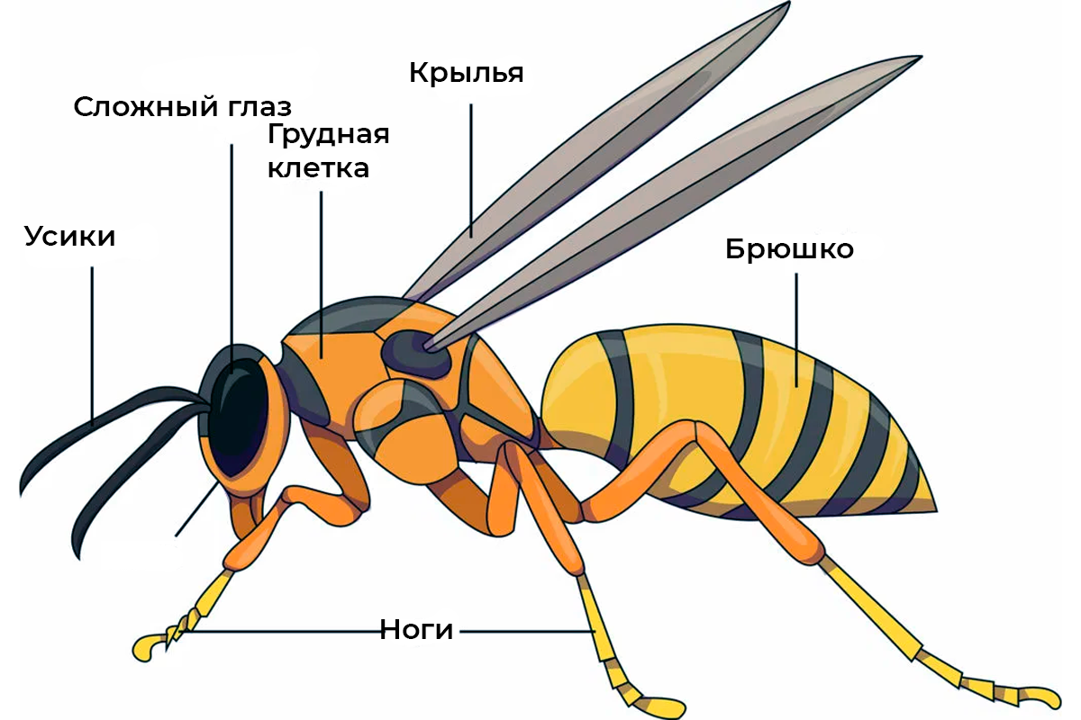 Схема насекомого для детей