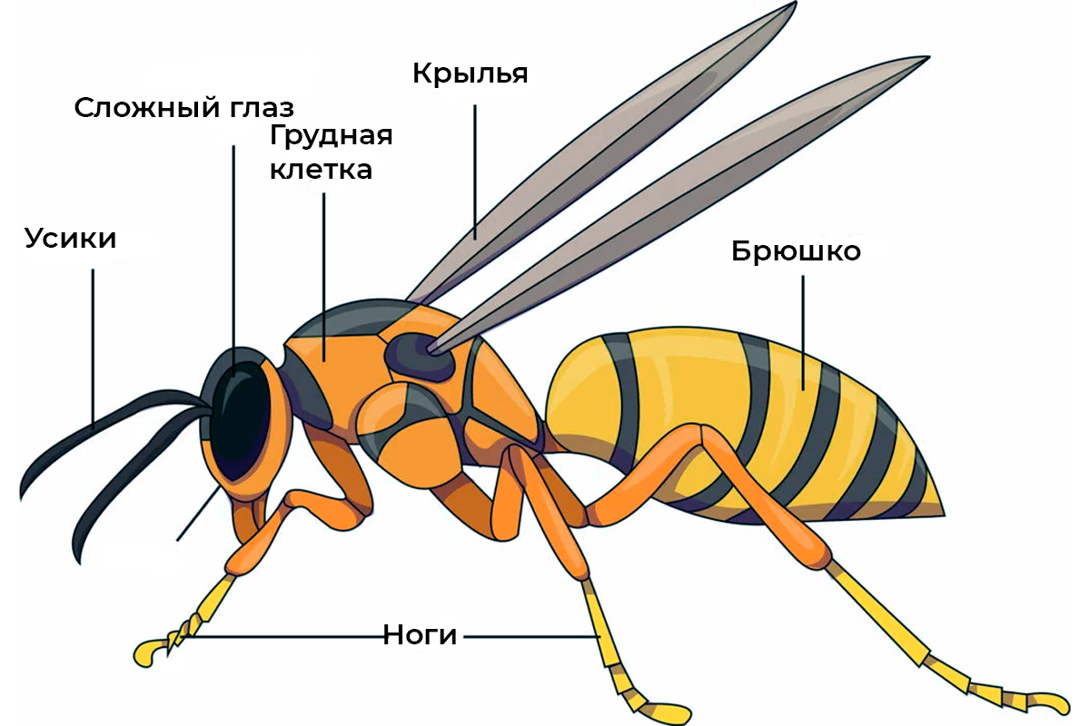 тело состоит из головы груди брюшка фото 70