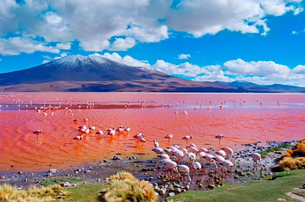 Фламинго на озере Натрон