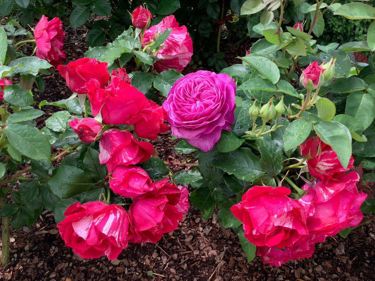 Лето 2020 года. Henri Matisse.