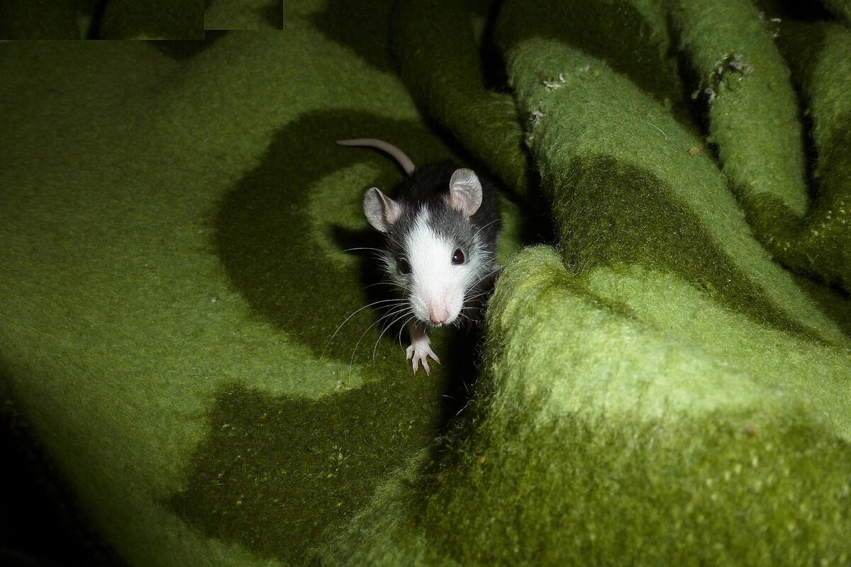 крысы. крысы несколько. 10 крыс. много мышей. бело серая крыса.