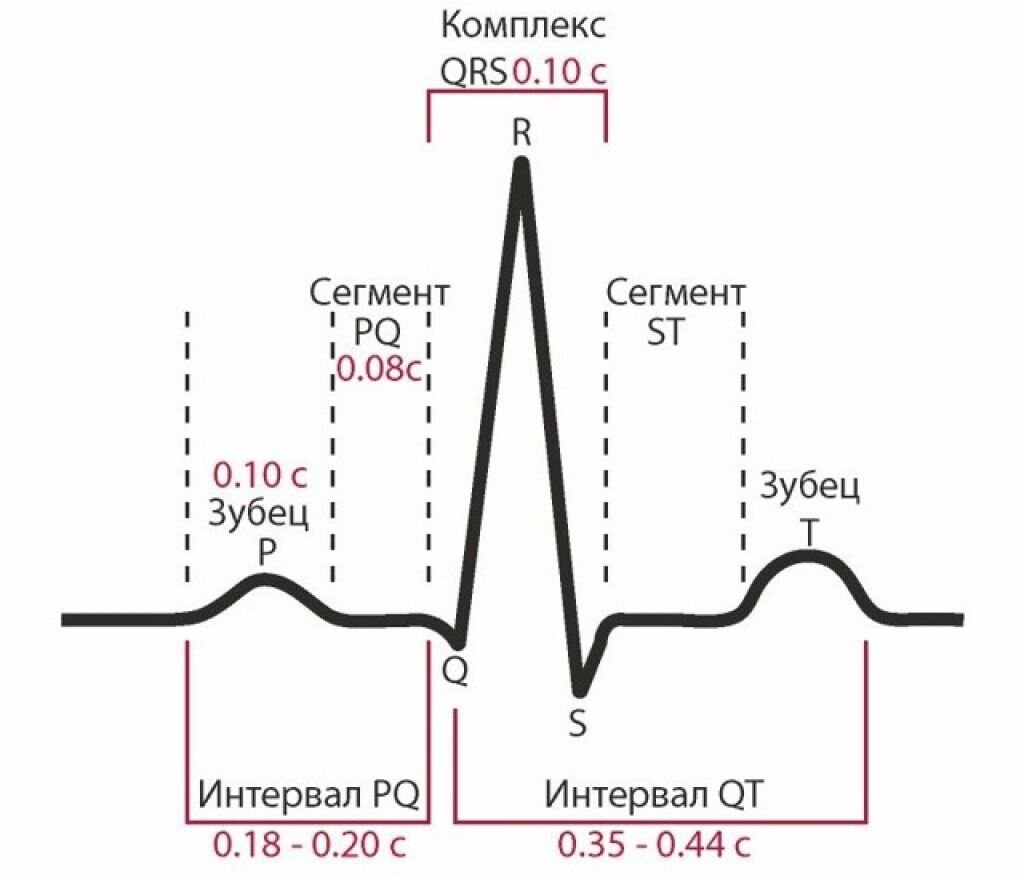 Экг рисунок с обозначениями