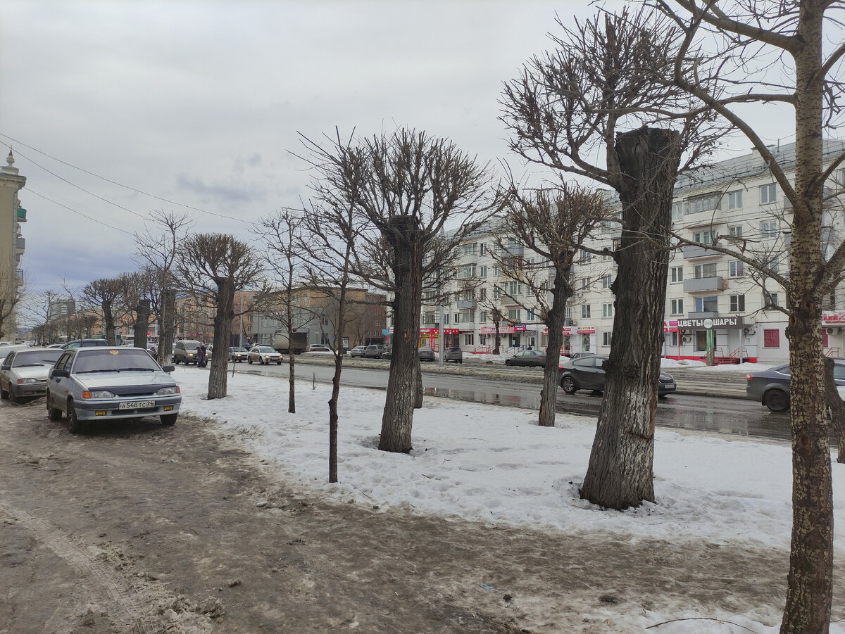 Так зимой выглядят Красноярские больные деревья