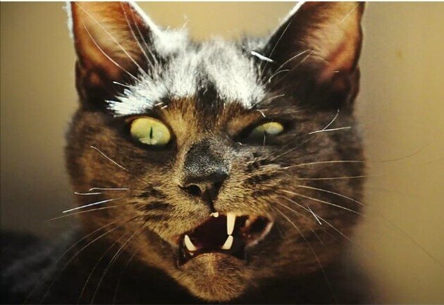 Картинка из интернета