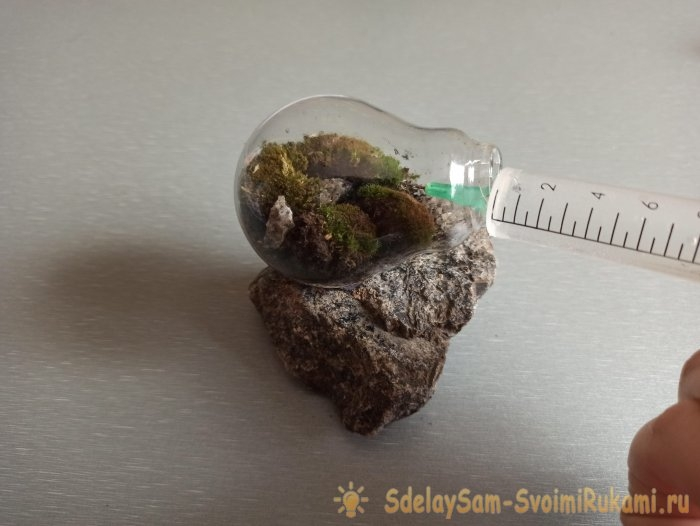 Террариум в лампочке – это крутая идея для тех, кто любит растения и оригинальный декор комнат. Кроме того, можно провести научный биологический эксперимент, наблюдая за искусственно созданной экосистемой. Мох совсем не нужно будет поливать и заботиться о нем. И самое главное, что на создание уйдет меньше 20 минут вашего времени, которое можно провести с ребенком.