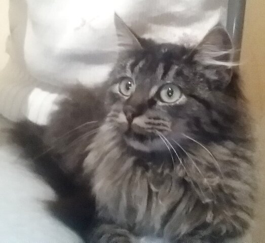 Герман (Гера). Фото из домашнего архива 