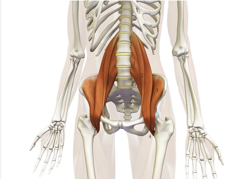 Musculus PSOAS Major