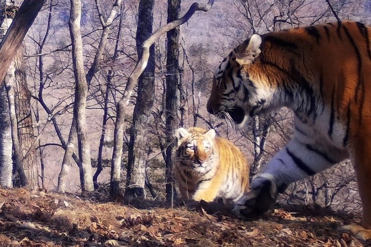     Мировой рекорд: в Приморье впервые сфотографировали сразу 6 амурских тигров: тигрицу и 5 котят