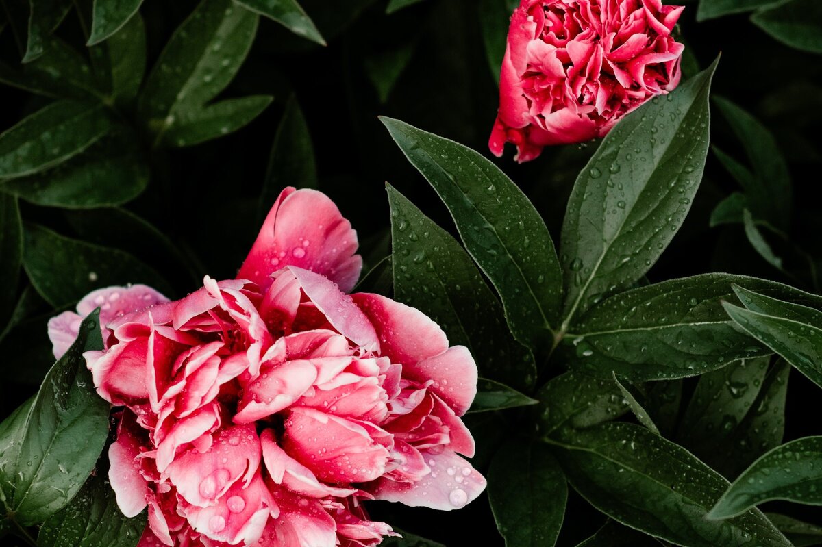     Осенняя обрезка пионов: когда уже пора и как правильно сделать?