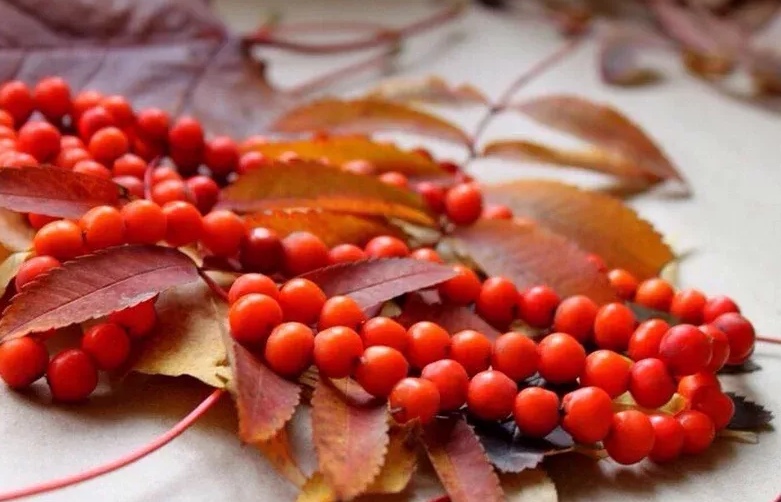 Из ягод рябины можно сделать оберег в виде бус.