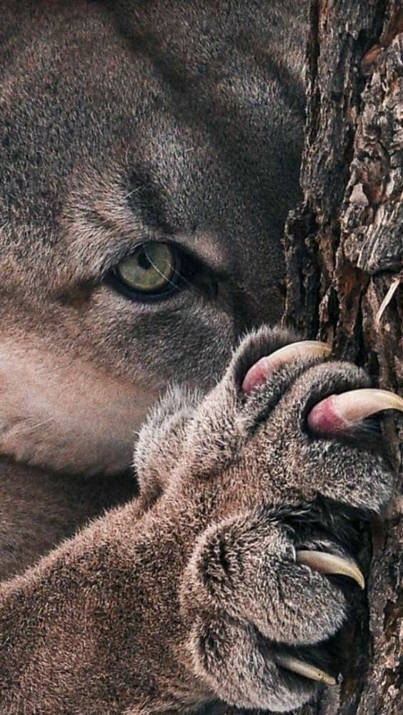 Кто не спрятался, я не виноват