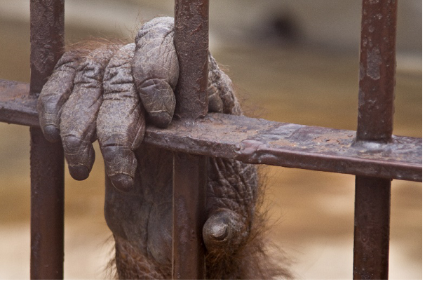 Ногти на руке орангутана.