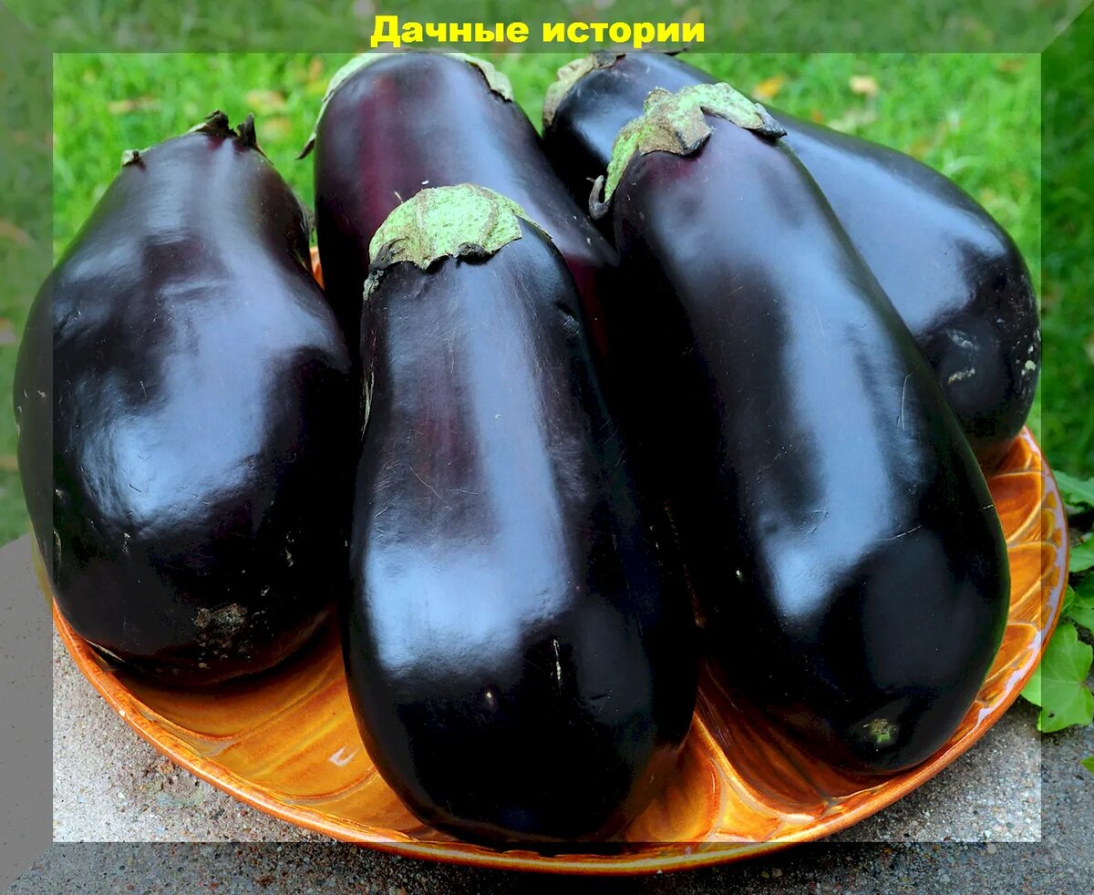 Уход за растениями в течение сезона