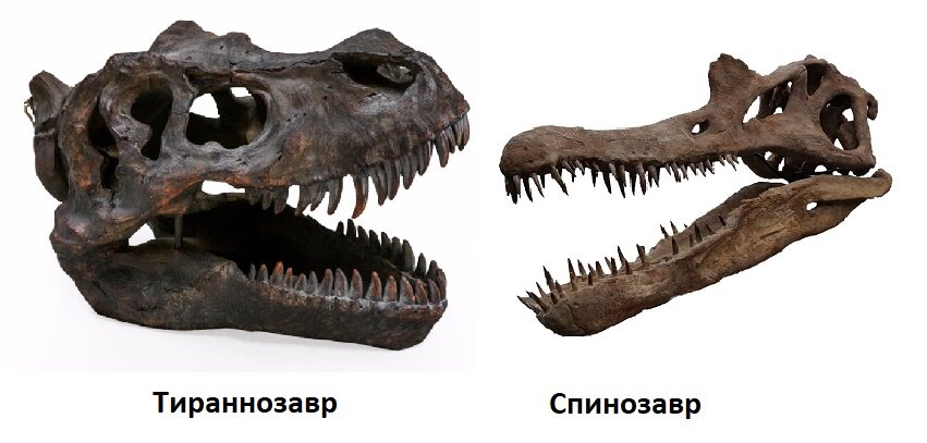 Череп тираннозавра и спинозавра