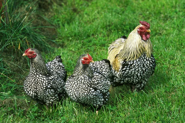 Виандот: Золотая курица. Раньше одна такая птица стоила как целый дом ...