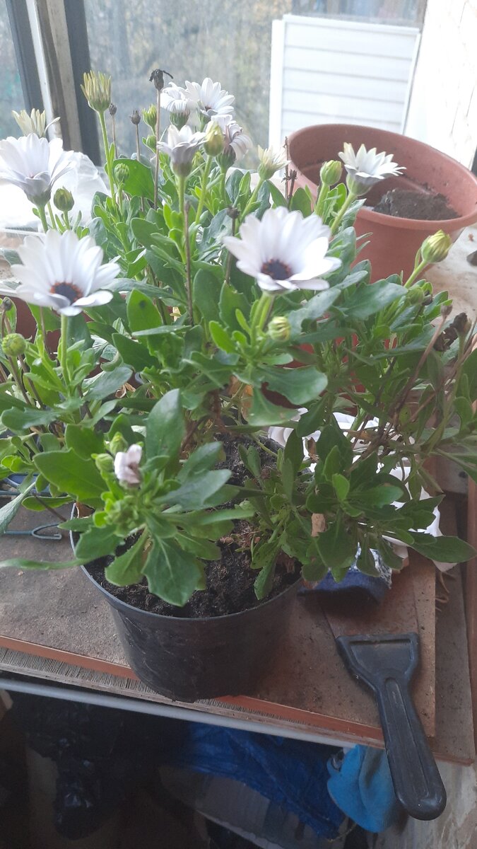 Остик приехал на зимовку. Ну разве можно было бросить на даче такую красоту?