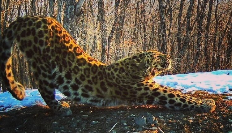 Фото: Нацпарк "Земля леопарда"/фотоловушка