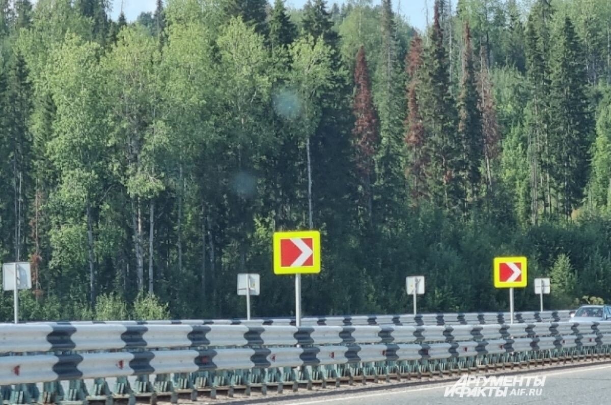    В Прикамье расширили площадь карантинных зон из-за атаки жука-полиграфа