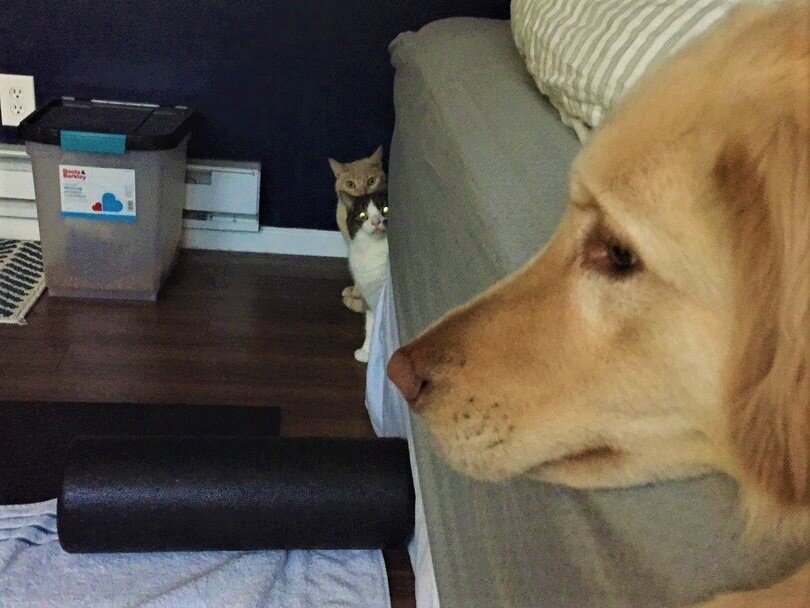 Смешные коты и кошки. Источник: vk.com/catism