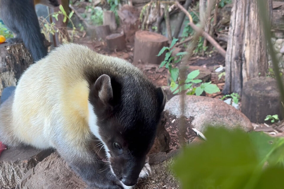    Харза. Фото: пресс-служба Московского зоопарка