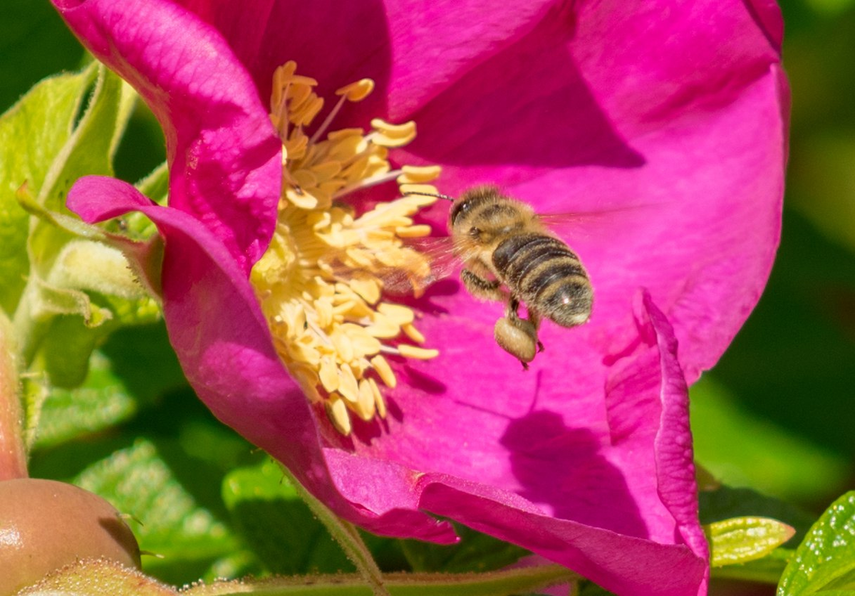 кукушка и синица. шмель опыляет шиповник. догадливая синичка рисунок к рассказу. обыкновенная лазоревка гнездо. кукушка и синица шмель и шиповник.