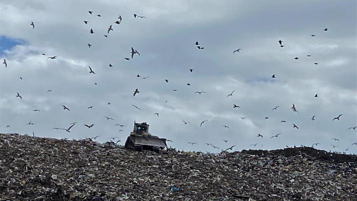 СВАЛКА "ТВЕРДЫХ ОТХОДОВ" В ПОСЕЛКЕ "НОВЫЙ СВЕТ"  ГАТЧИНСКОГО РАЙОНА, ОТРАВЛЯЮЩАЯ ЖИЗНЬ ЖИТЕЛЯМ СТОЛЬНОГО ГРАДА ГАТЧИНА И ГАТЧИНСКОГО РАЙОНА. ЕСТЬ ПТИЦАМ, ЧЕМ ПОЖИВИТЬСЯ, ЗНАЧИТ ЕСТЬ И ПИЩЕВЫЕ ОТХОДЫ !  