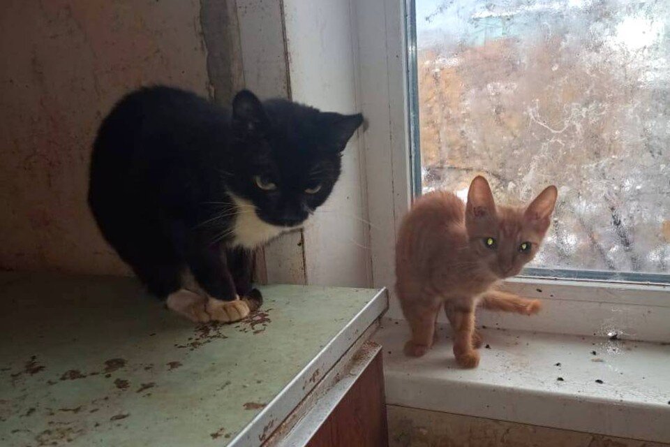     Хозяйка квартиры забирала бездомных кошек к себе в квартиру. Фото: из личного архива Оксаны Виноградовой
