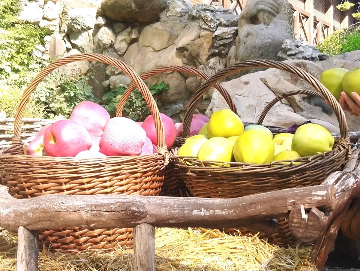 Желтый, красный и оранжевый цвета яблок свидетельствуют о содержании в них большого количества бета-каротина, полезного для глаз и профилактики развития рака. «Бета-каротин является хорошим антиоксидантом. Фото автора.