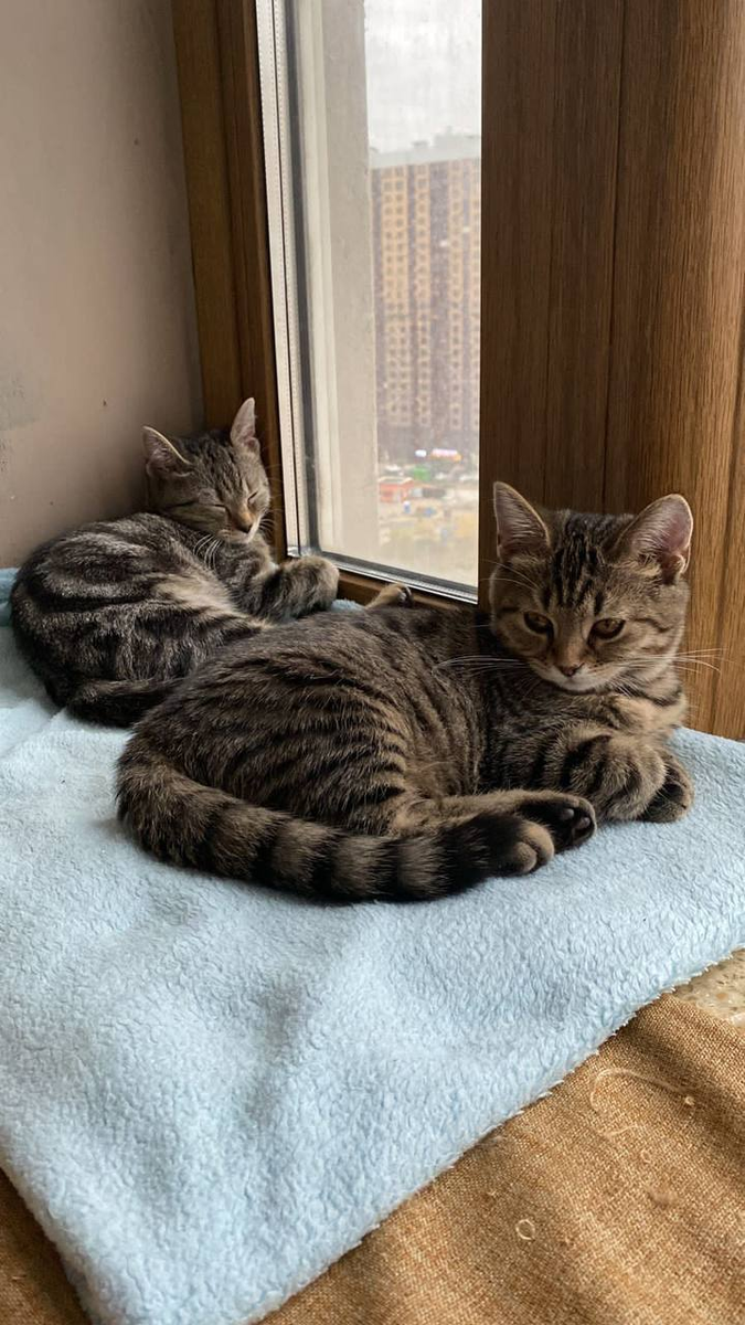 Простоквашка - на переднем плане, Кефирчик - сзади