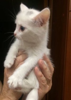 Котенок Ася