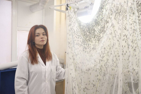 Муха Чёрная львинка. Фото © Тульская служба новостей