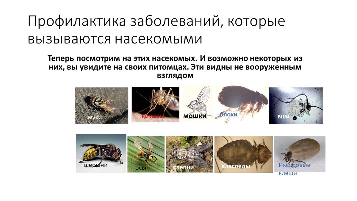 На фото все те, которые могут испортить жизнь не только собакам
