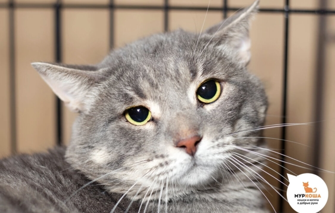 Эммануил Великолепный, 3 года 