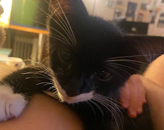 Проверили котика на лейкемию