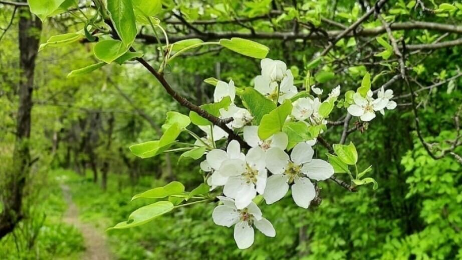     Одним из уникальных объектов природы Хабаровского края, находящихся под охраной государства, является питомник им. Петра Шуранова.