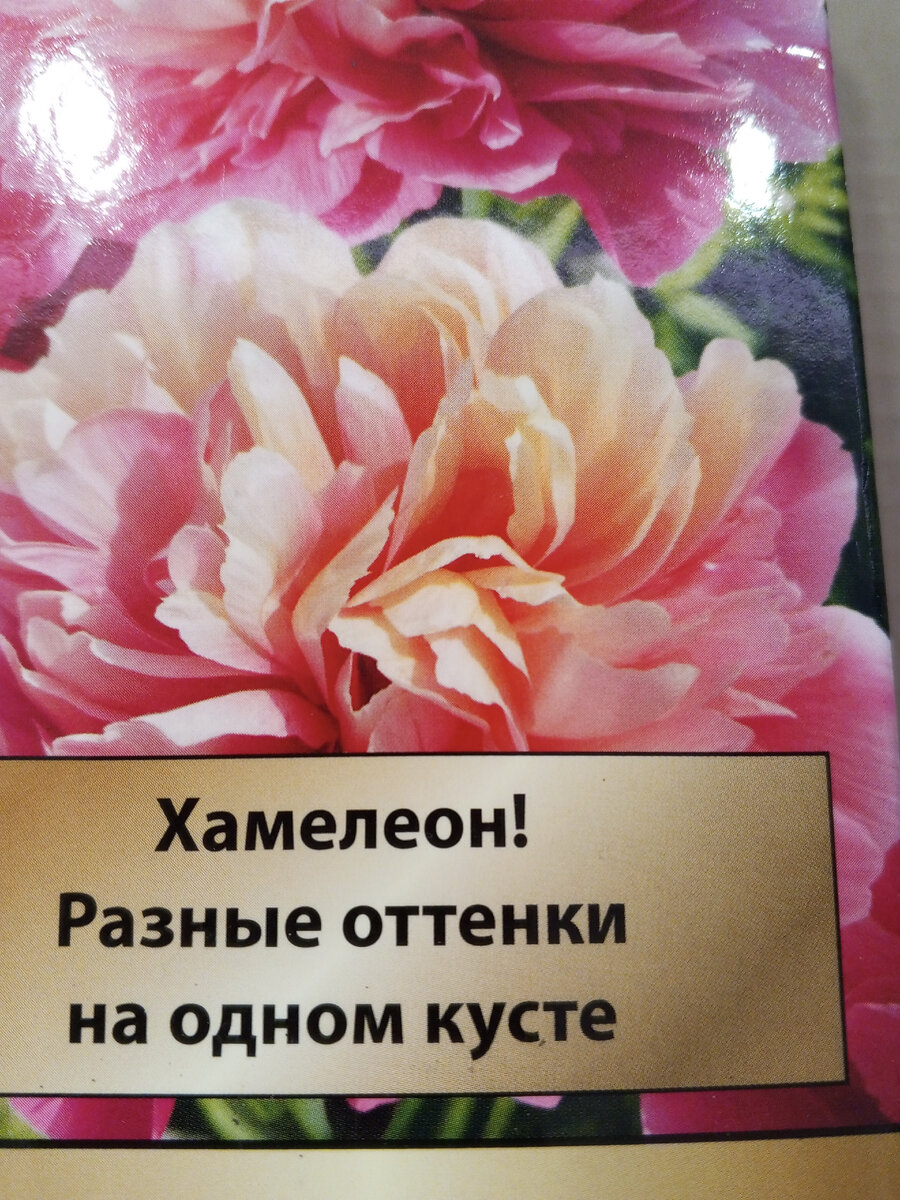 Гибридный пион