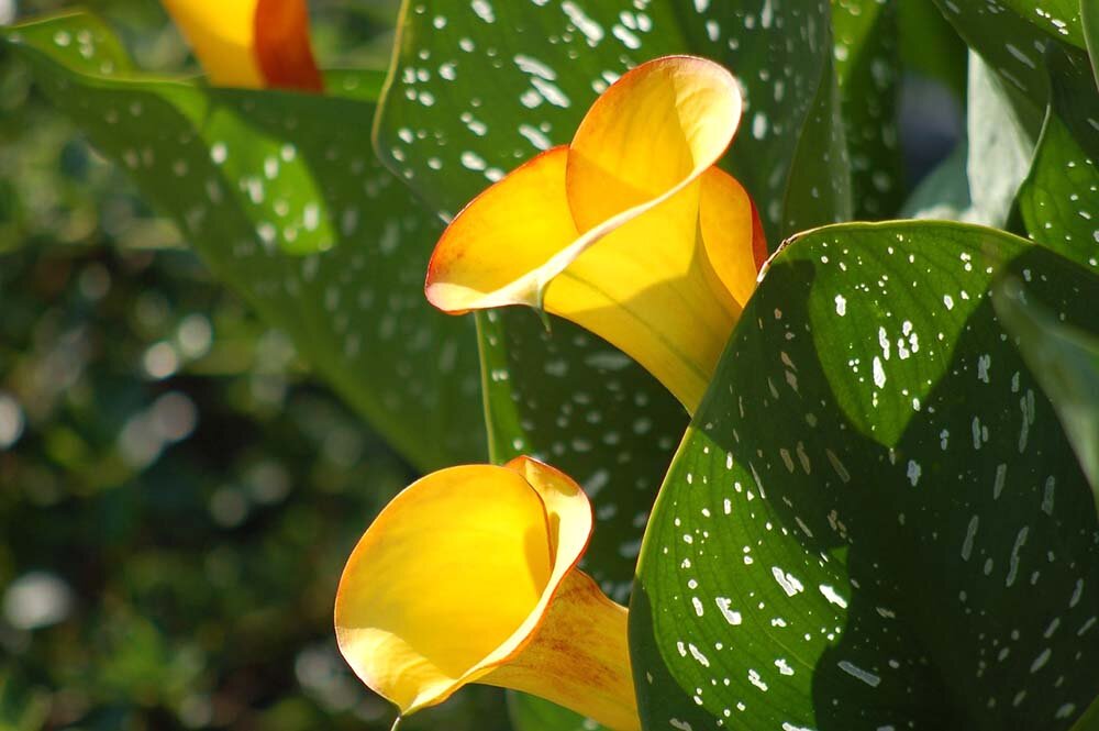 Калла комнатная - Zantedeschia. Уход за каллой, описание видов, выращивание зантедескии