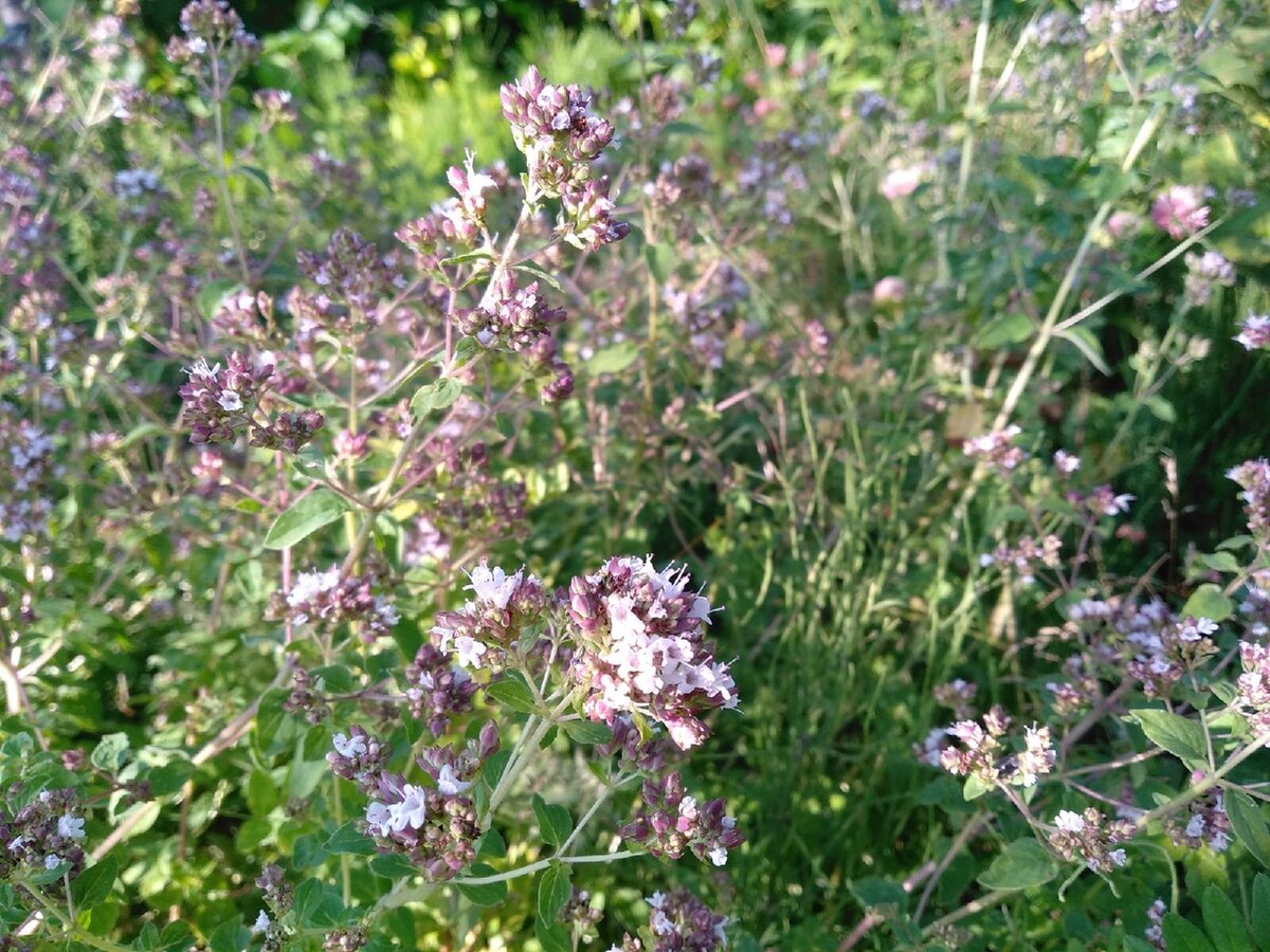 Цветёт душица