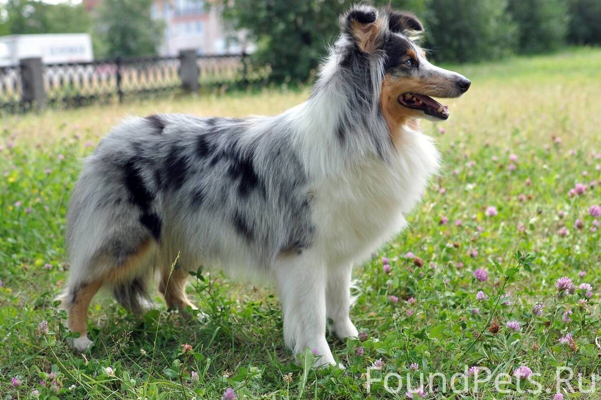 Потерянная и найденная собака, foundpets.ru