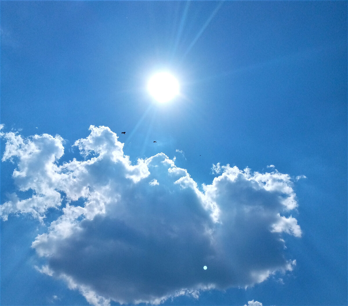                                        Полуденное солнце. Фото автора канала.