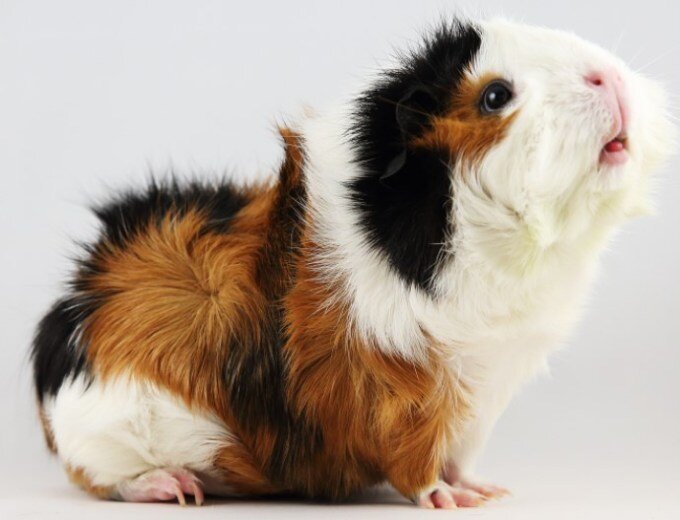 Абиссинская.