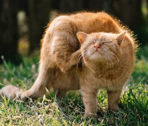 3 главных опасности блох для кошек: как предотвратить и лечить