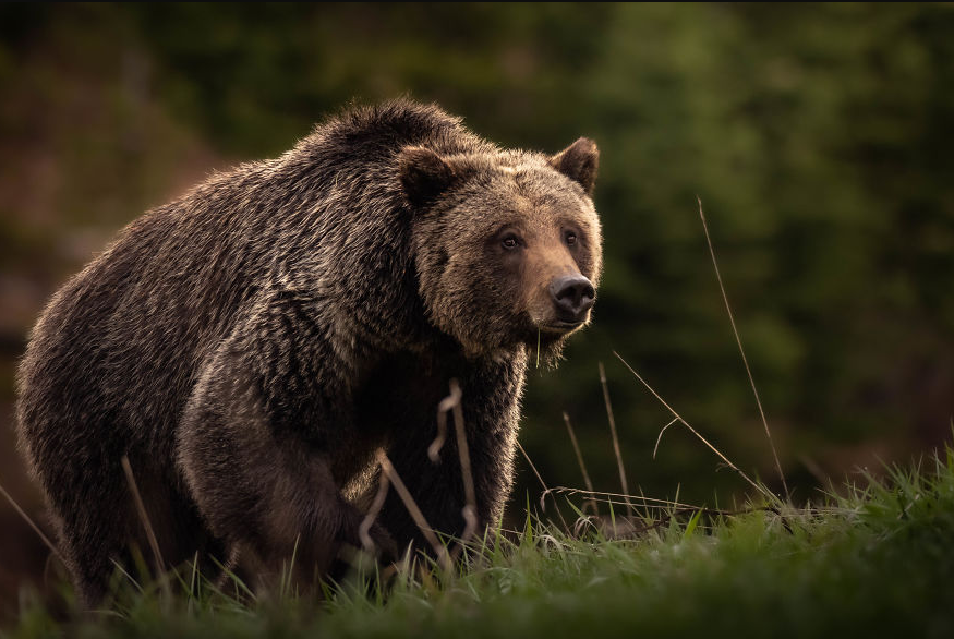 На поляне появился медведь, фото с сайта https://static.boredpanda.com/
