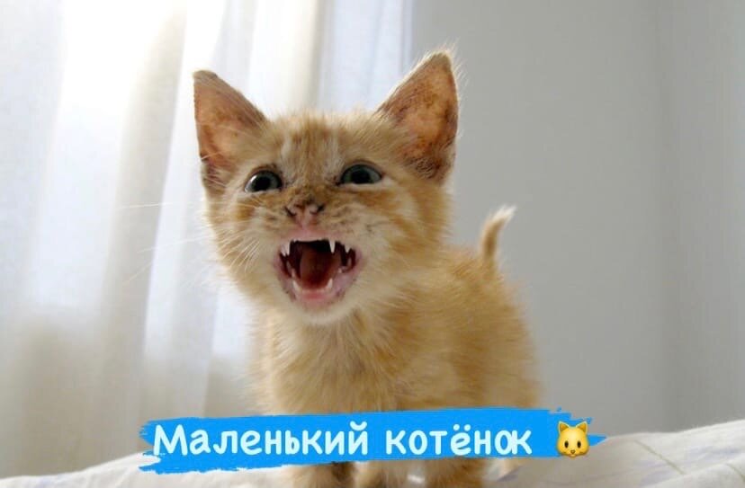 Маленький пищащий котёнок