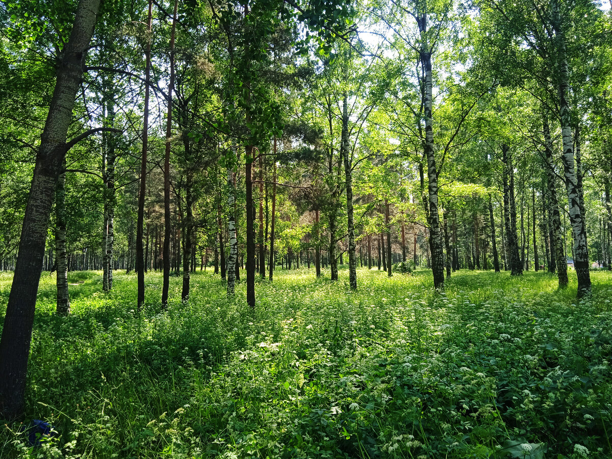 Пейзажи Санкт-Петербурга по дороге на Богословское кладбище.