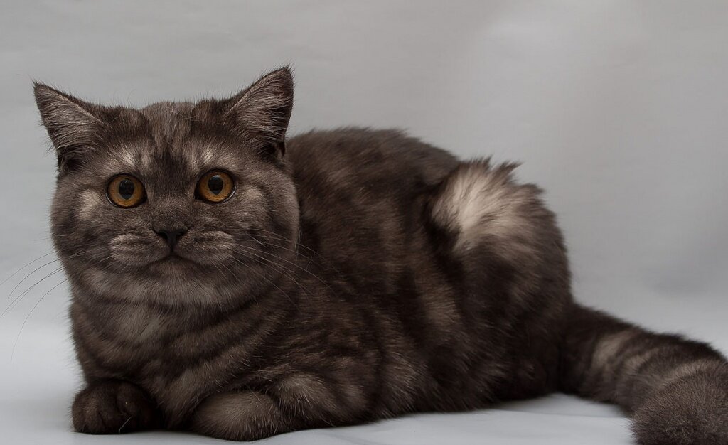 Яндекс-картинки