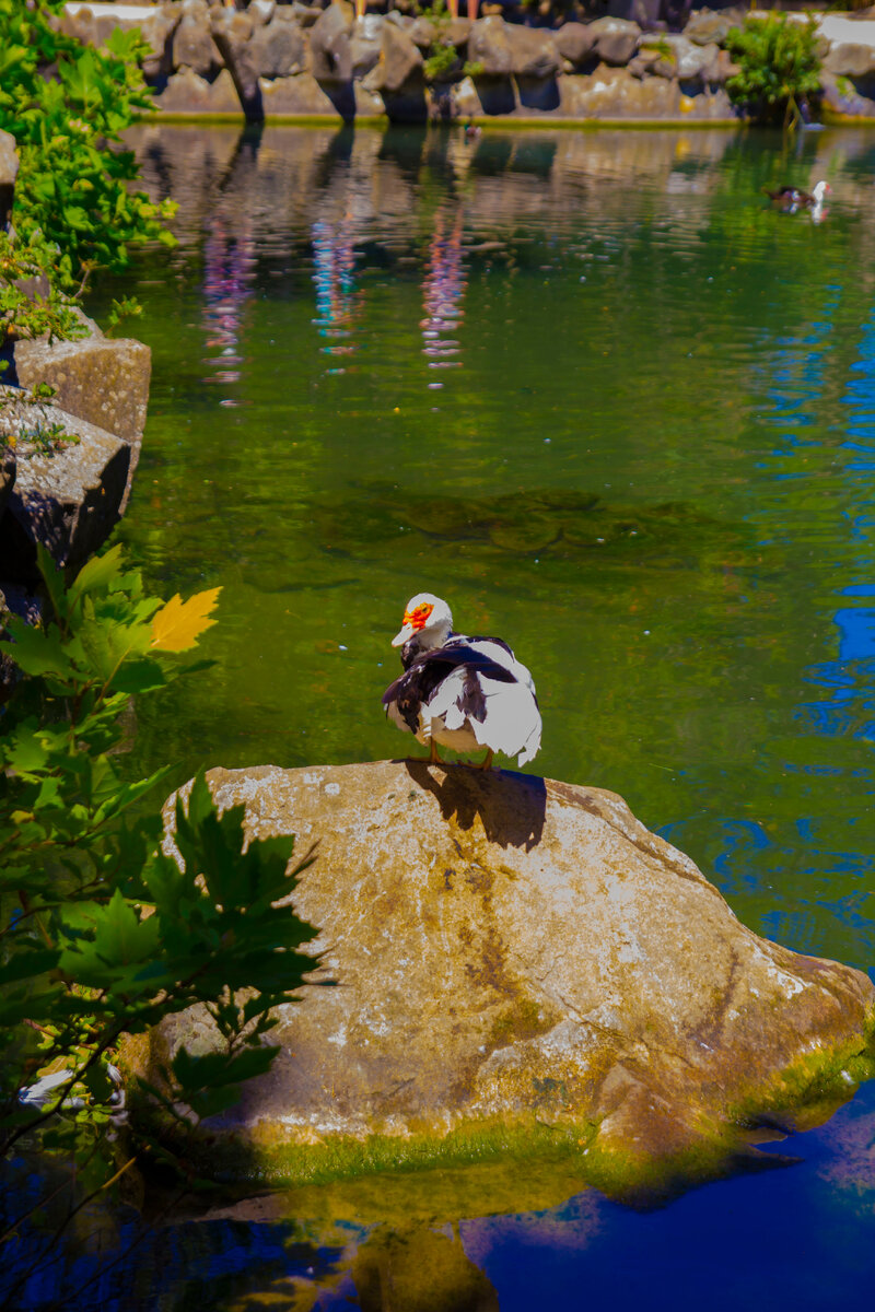  нос этой птицы почти всегда под крылом