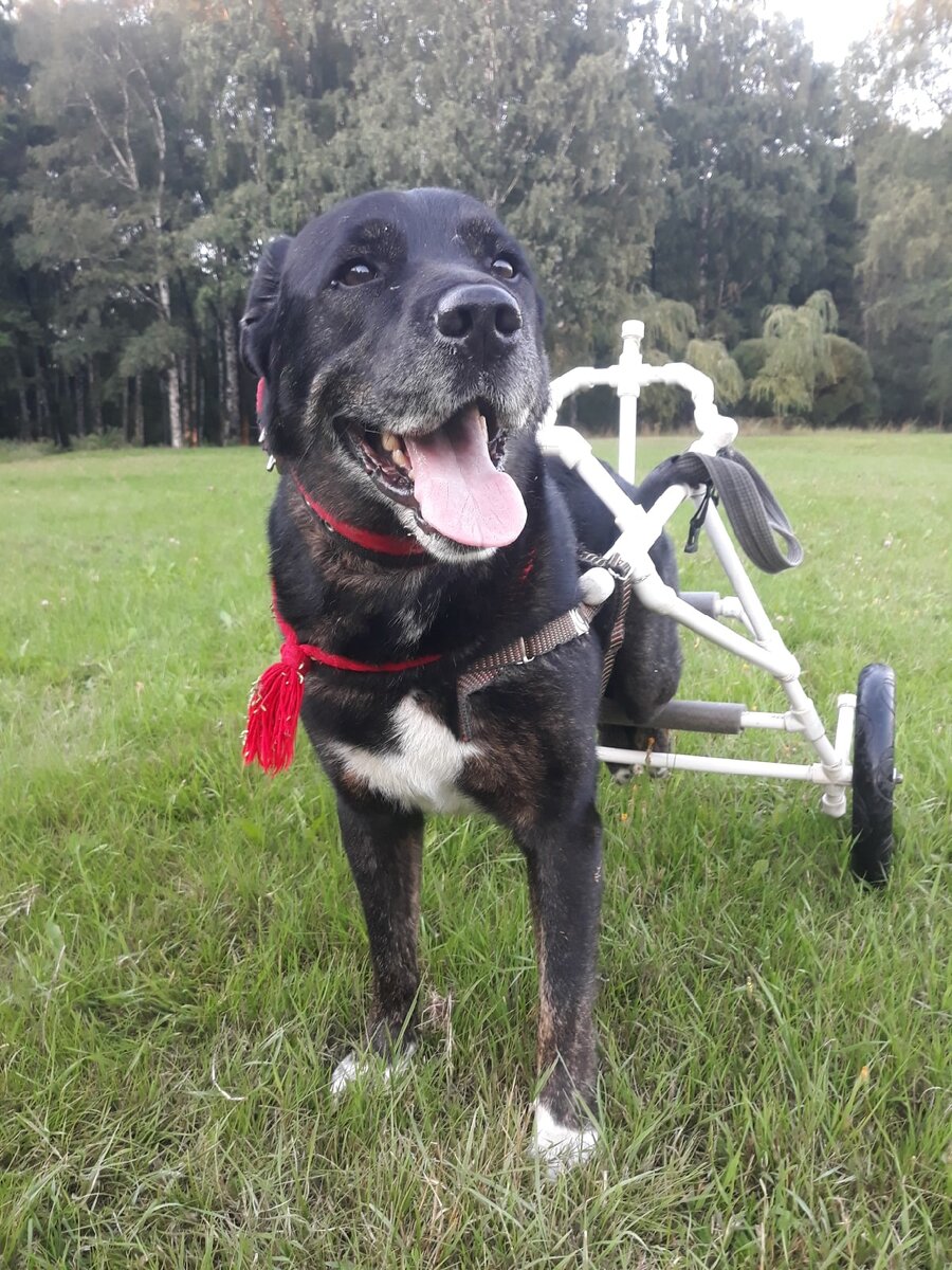 Богор на прогулке, фото из социальной сети